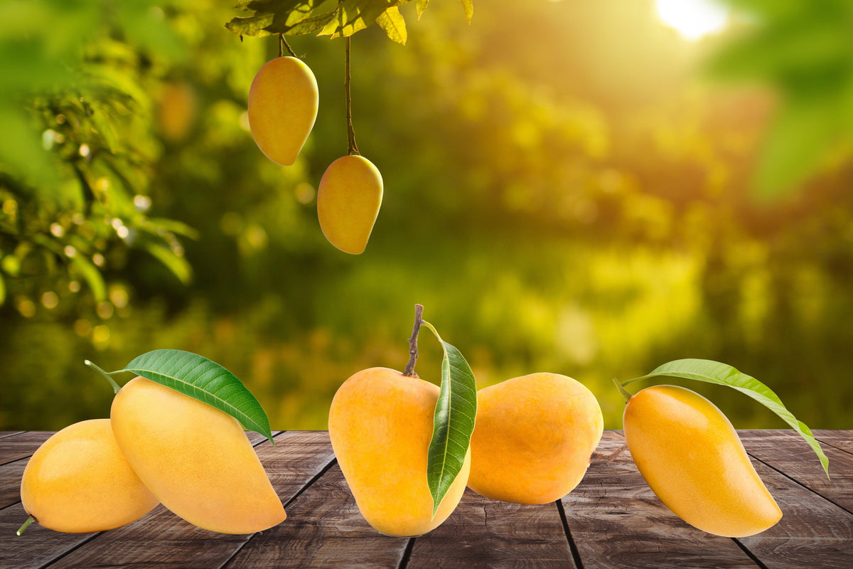 MANGOES - Jalpur Millers Online