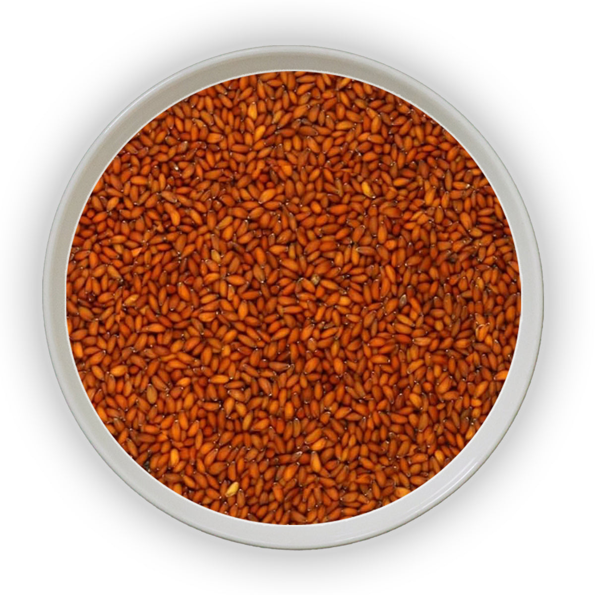 Jalpur Aserio Seeds