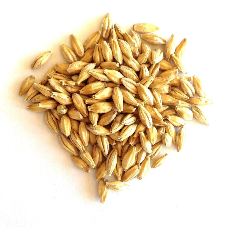 Jalpur Whole Barley - 150g - Jalpur Millers Online