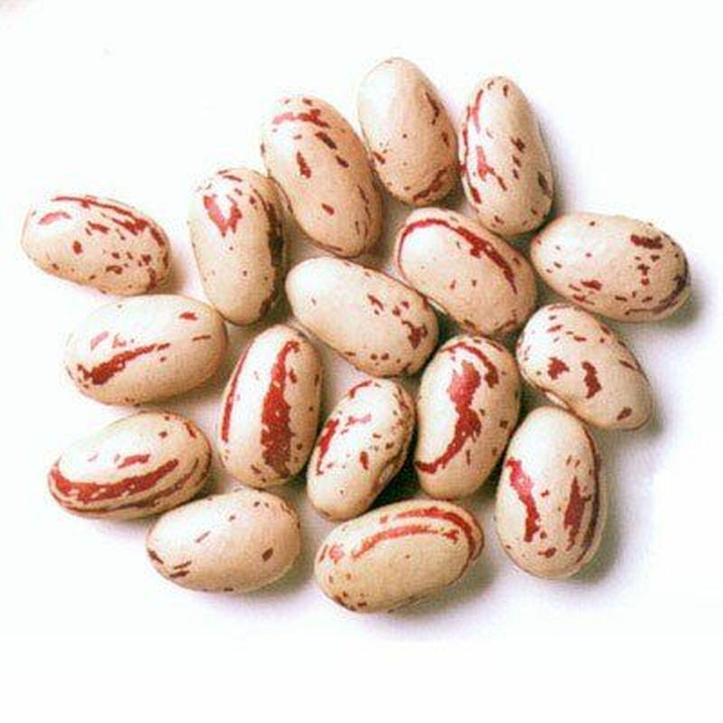 Jalpur Rosecoco Beans (crab eye beans) - Jalpur Millers Online